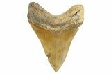 Serrated, Fossil Megalodon Tooth - North Carolina #346328-2